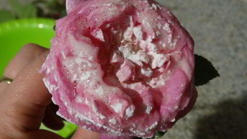 торт-суфле цветочное облако