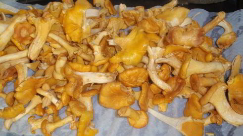 чечевица с лисичками