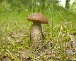 Подберезовики жареные