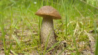 Подберезовики жареные