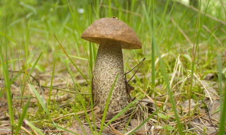 Рецепт подберезовиков жареных