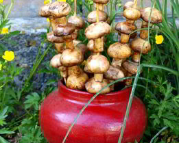 Шампиньоны на шпажках на мангале