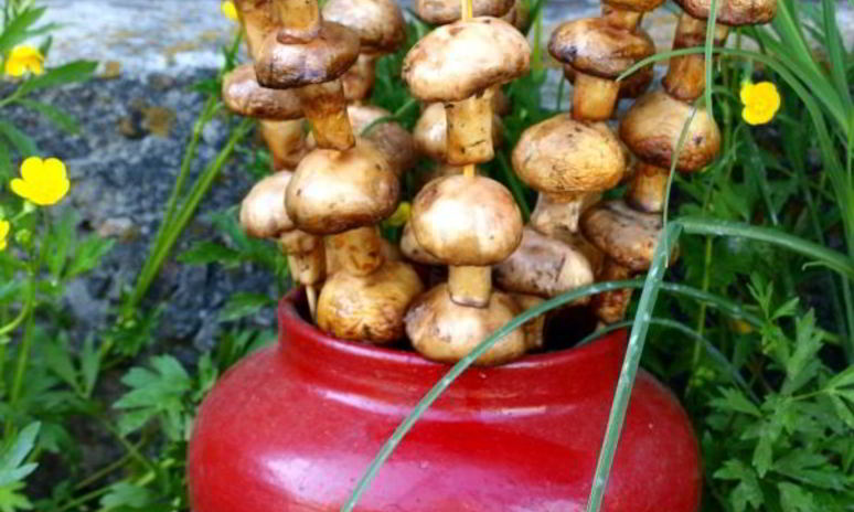 Рецепт шампиньонов на шпажках на мангале