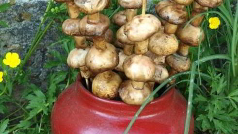 шампиньоны на шпажках на мангале