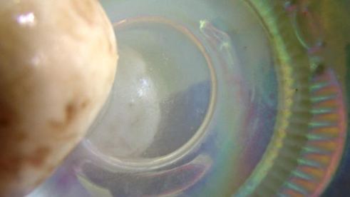 шампиньоны с эстрагоном