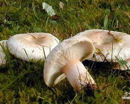 Тушеные волнушки