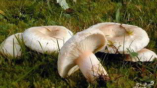 Тушеные волнушки