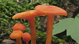 Жаренные грибы гигрофоры