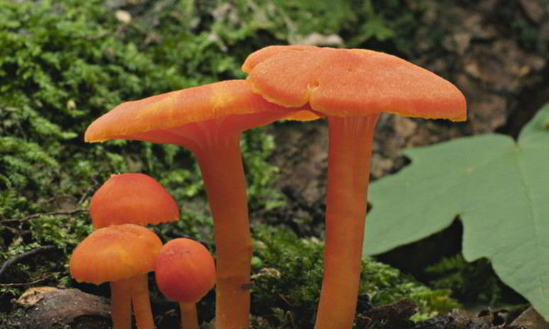 Рецепт жаренных грибов гигрофоры