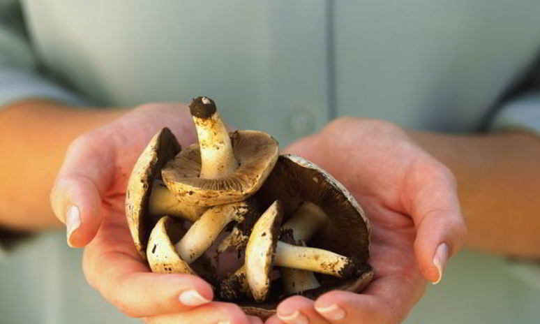 Рецепт жаренных грибов козлята