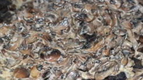 спагетти со сливками и грибами