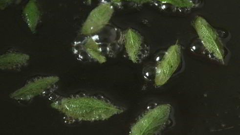 тыква жареная