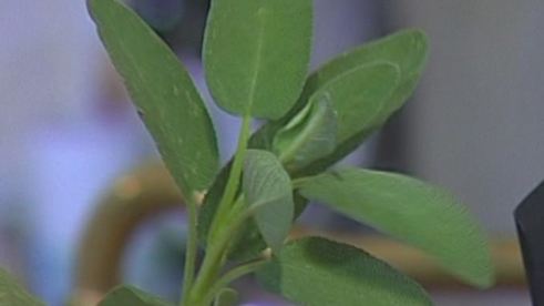 паста с рагу из дичи