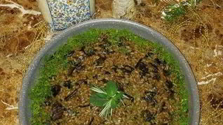 Розовое ризотто с белыми грибами