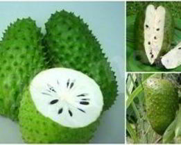 Чай с саусепом