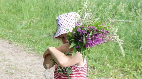 иван-чай ферментированный гранулированный