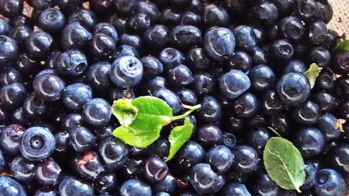 чернично-яблочный напиток