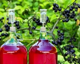 Домашнее вино из санберри