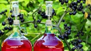 Домашнее вино из санберри