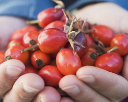 Домашнее вино из шиповника