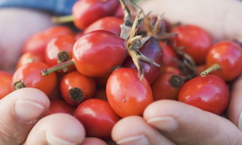 Рецепт домашнего вина из шиповника
