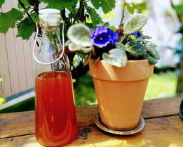 Ревеневый сироп