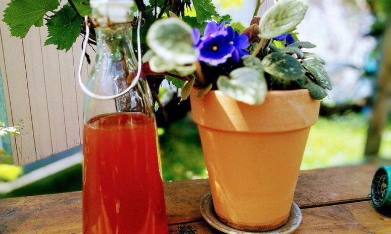 Рецепт ревеневого сиропа