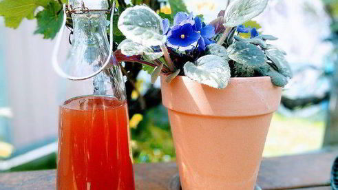 ревеневый сироп