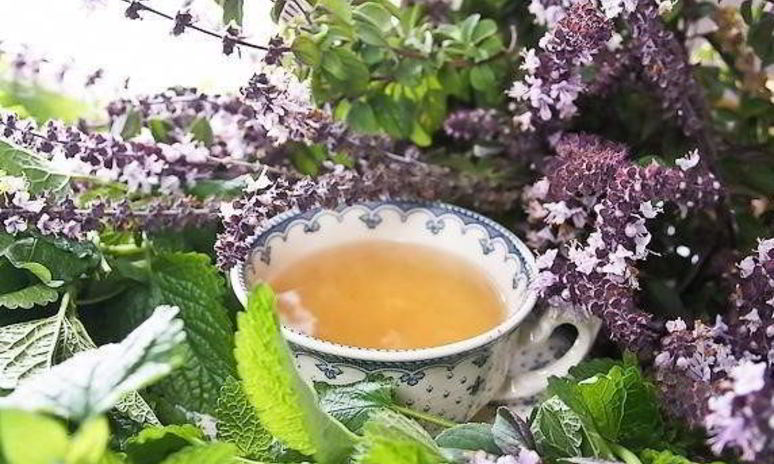 Рецепт сиропа шалфея