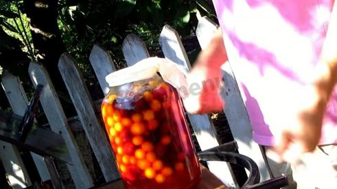 вино из алычи простое домашнее