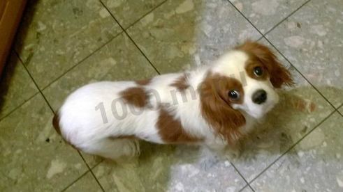 салат цезарь с курицей и пармезаном