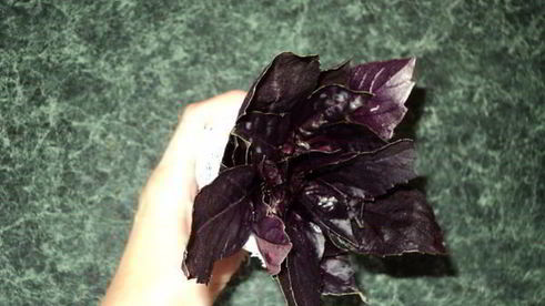 итальянский соус иль суго