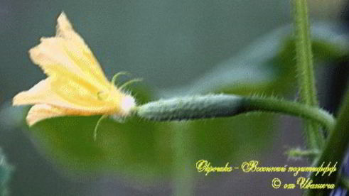 окрошка с мясом