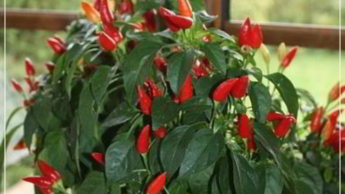 щи из квашеной капусты с уткой