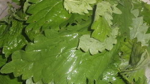 щи крапивные