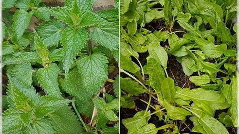 щи с крапивой, щавелем и говяжьими ребрышками