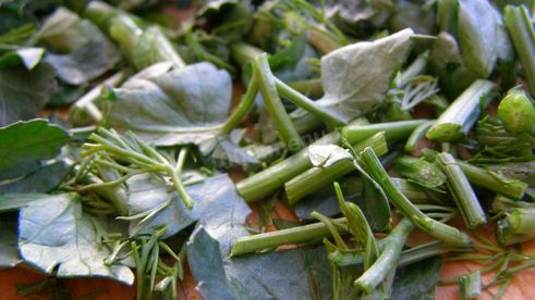 щи суточные