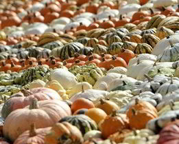 Тыквенный суп-пюре на овощном бульоне с карри