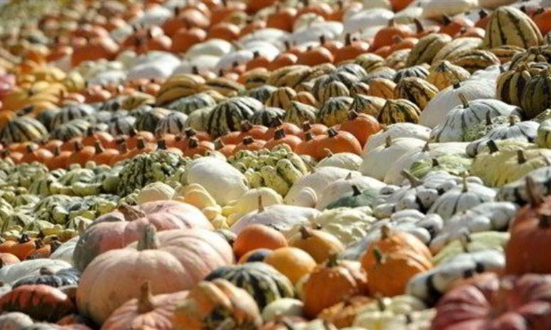 Рецепт тыквенного супа-пюре на овощном бульоне с карри