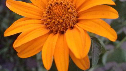 цельнозерновые сконы с яблоком