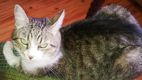 оладушки с зеленым луком