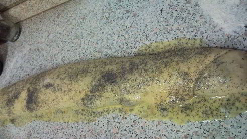 рулетик с маком