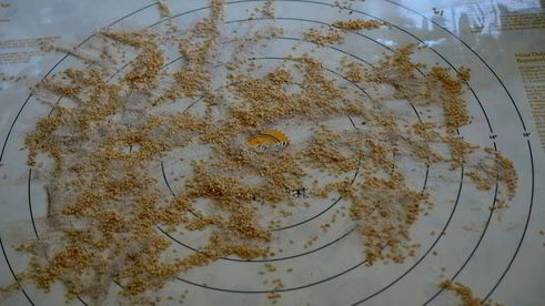 рулетики с золотистым кунжутом