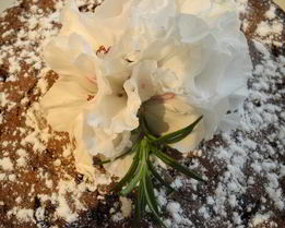 Шоколадная шарлотка с яблоками и пьяной вишней