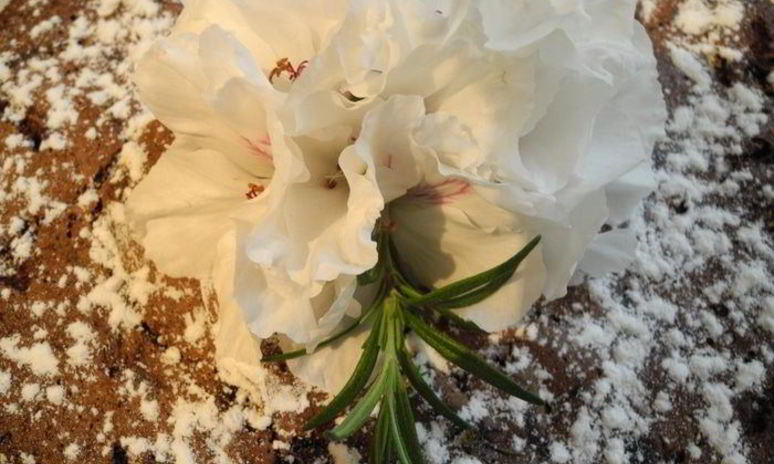 Рецепт шоколадной шарлотки с яблоками и пьяной вишней