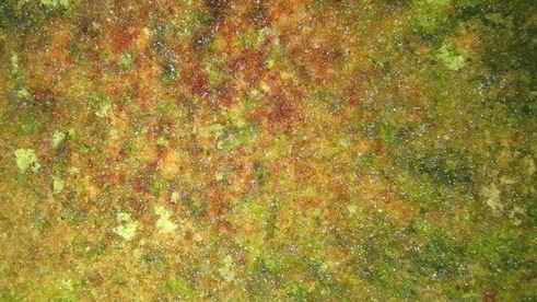 торт шоколадно-мятный поцелуй