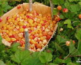 Джем из морошки