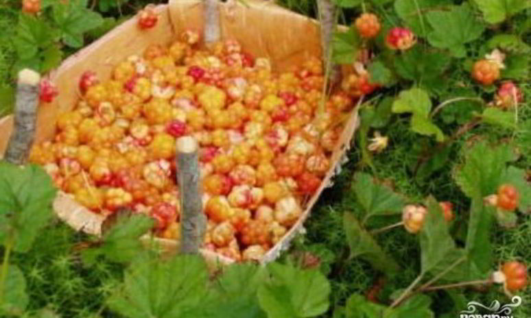 Рецепт джема из морошки