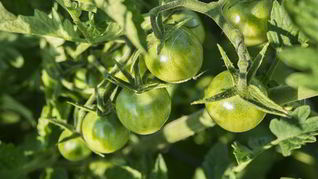 Икра из зеленых помидор