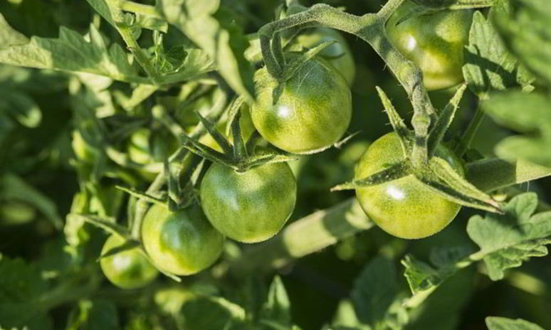 Рецепт икры из зеленых помидор